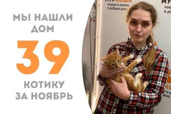 Радостный рыжик Харуки нашел свою семью всего лишь за месяц!