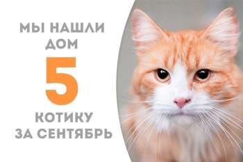 Солнечный Киприот стал домашним всего через три месяца с небольшим!