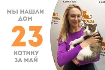 Клевер повстречал свою добрую хозяйку и стал домашним!