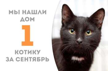 Конго становится домашним!