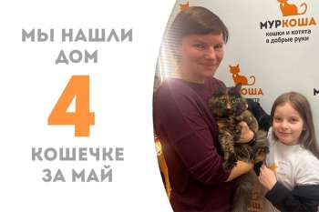 Красавица Космо покинула приют, отправившись в домашнюю жизнь!