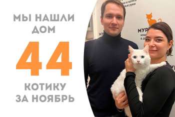 Голубоглазка Кубрик снова стал домашним всего за 20 дней!