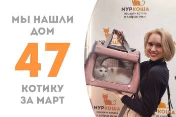 Добрейший Лачетти становится домашним!