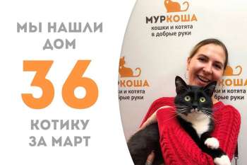 Спустя три месяца пребывания в приюте Лафет отправляется домой!
