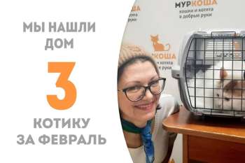 Пышношубный Лэндон становится домашним мурлыкой!