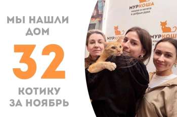 Ласковому Левандру улыбнулась удача!