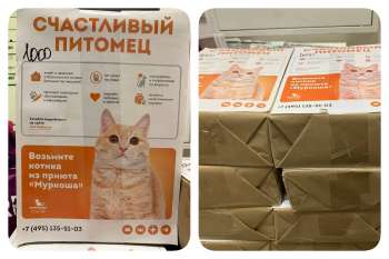 Листовки "Муркоши" для размещения в подъездах
