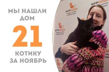 Кот Люций отправился в новый дом!
