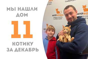 Медовому Лютику понадобилось лишь 10 дней, чтобы его нашла семья!