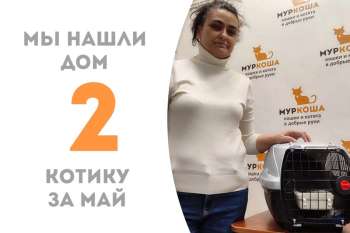 Это вовсе не сон, что Морфеус становится домашним!