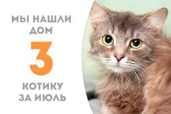 Моторчик нашел семью всего за пару месяцев!