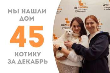 Муизон встретит новый год дома!