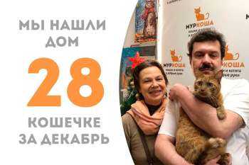 Кисонька Мурыся снова домашняя мурлыка!
