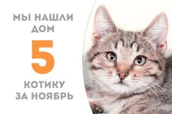 Начос становится счастливчиком!