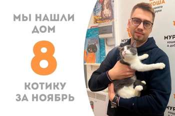 Котенок Пикачу встретил своего хозяина!