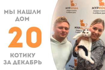 Покер вытянул счастливую карту – всего за месяц с хвостиком обрел дом, в котором его уже ждёт наш выпускник Шансик!