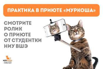 Практика в приюте и ролик о "Муркоше"