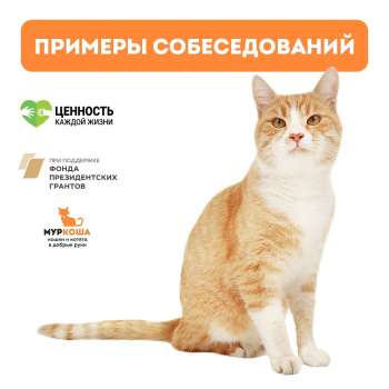 Примеры дистанционных собеседований "Муркоши"