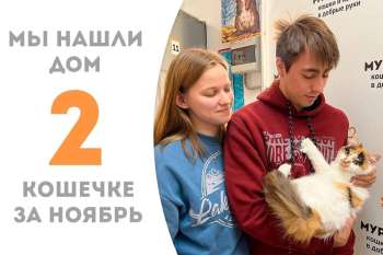 Пушехвостая становится домашней!