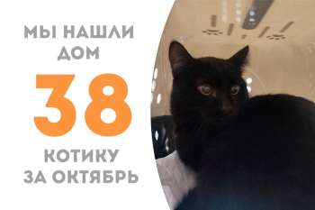 Котик Расмус отправляется в домашнюю жизнь!