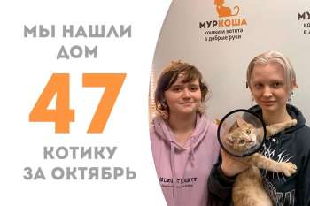 Рэббит встретил свою семью!