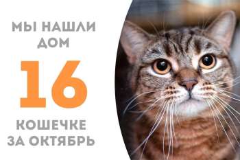 Полосатенькая Сарена становится домашней счастливицей!