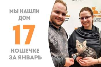 Шпаклёвка, пробыв в приюте два с половиной месяца, становится домашней!