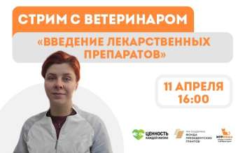Стрим с ветеринаром "Введение лекарственных препаратов"