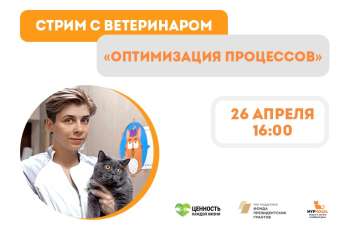 Стрим с ветеринаром "Оптимизация процессов"