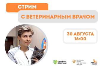 Стрим с ветеринарным врачом