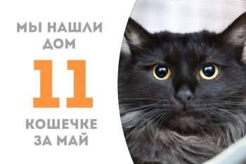 Сурьма получила гордое звание домашней любимицы!