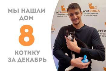 Потрясающий Тамуко уехал удивляться и восхищаться домашней жизнью!
