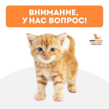 Внимание, у нас вопрос! Нам очень важно ваше мнение