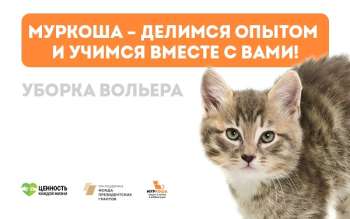Уборка вольера. Муркоша – делимся опытом и учимся вместе с вами!