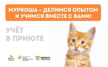 Учет в приюте. Делимся опытом и учимся вместе с вами