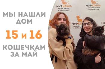 Неразлучные Умпа и Лумпа уезжают в семью!