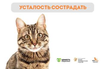 Феномен «усталости сострадать»