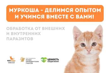 Запись видео с ветеринарным врачом "Муркоши"