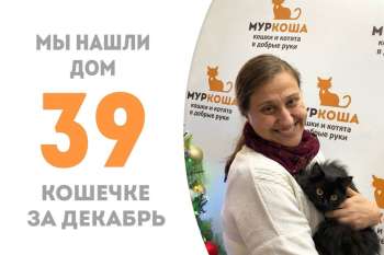 Виньетка будет встречать Новый год дома!