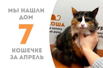 Пышнейшая Альха уезжает к Вафле!