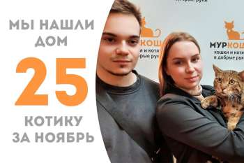 Вот это мурновость в "Муркоше": магический Анубис нашел настоящую семью всего за 2 месяца!