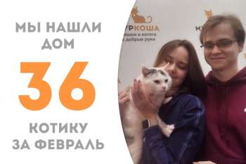Прекрасный Блюайс теперь счастливый домашний котичка!
