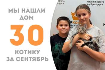 Любознательный котик Бодрячок нашел дом менее чем за 2 месяца!