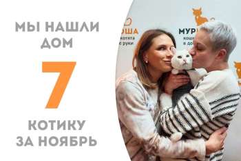 Вальяжный Бри теперь домашний!