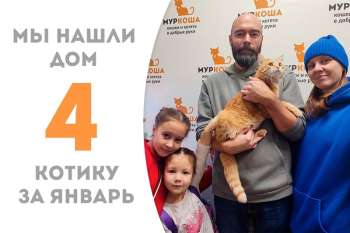 Медовый Голден нашел свою семью всего за 2 месяца!