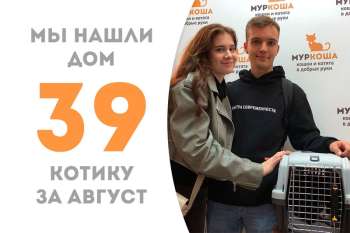 Умница Готик стал хозяином дома и властелином сердец своей семьи!