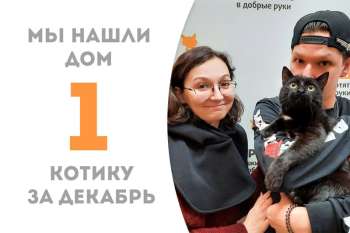 Очаровательный Графит уезжает в любящую семью!