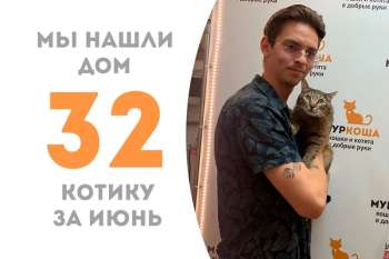 Спустя 2 месяца суперкот Халк встречает своего человека!