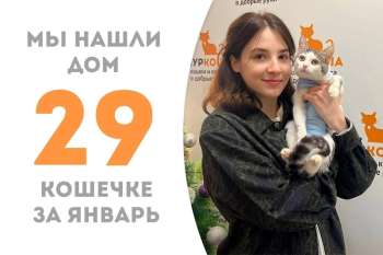 Всего две недели провела в приюте Кица, а уже стала домашней!