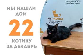 Фотогеничный Киллиан обрел дом и любящую семью!